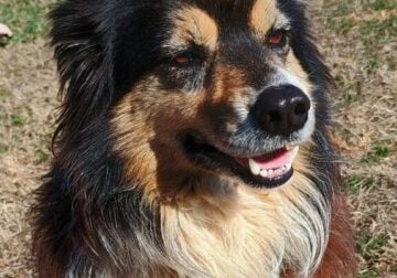 Border Aussie- 6 year old female (Bindi)