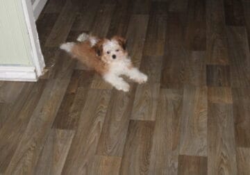 Mi-ki – Gorgeous small boy MIKI