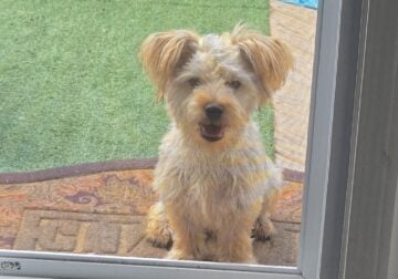 Morkie Mix