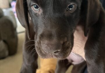 Chocolate Lab
