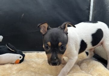 Toy fox terrier