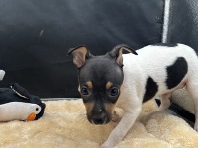 Toy fox terrier