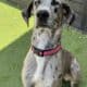 Great Dane
