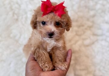 Poodle /F-teacup