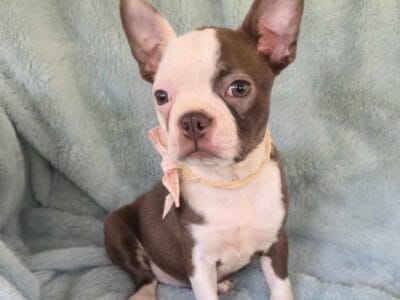 Fern Boston Terrier Female Puppy