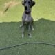 Great Dane