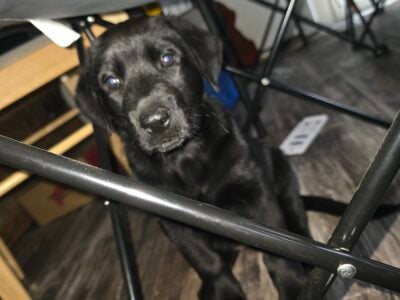 Black lab/ Belgian Malinois