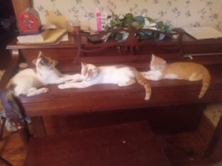 Kittens small rehoming fee