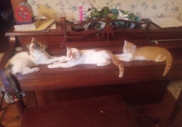 Kittens small rehoming fee