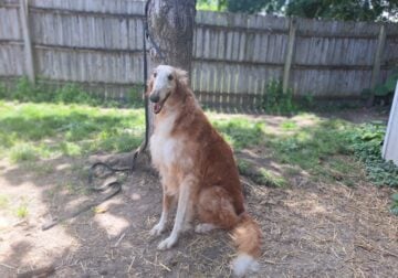 Male Borzoi