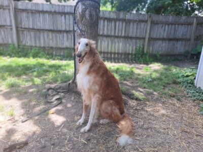 Male Borzoi