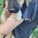 Purebred Anatolian puppies