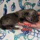 Italian Daniffs 50% Cane Corso 50% Great Dane