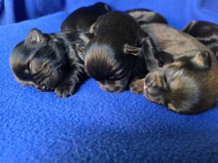 Yorkies