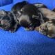 Yorkies