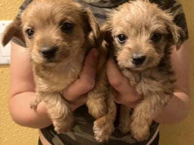 DORKIE (Daushund/Yorkie)