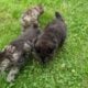 Xenon – American bobtail kitten for sale