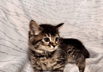 Maine Coon Kittens