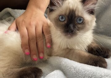 PENDING PICK UP Seal Point Ragdoll Boy