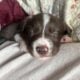 Border Collie puppies