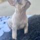 French bulldog puppies