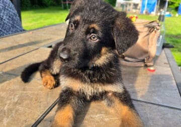 German Shepherd Pups