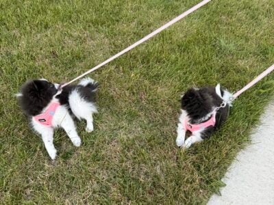 Pomeranian Sisters For Sale