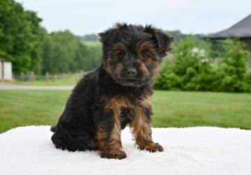 Yorkshire Terrier Baltic OH-Porter