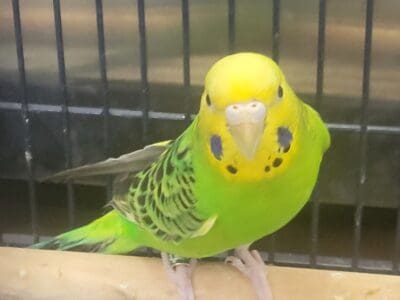 ‘Cookie’ the parakeet