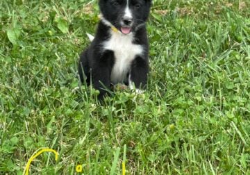 Adorable Australian Shepherd Puppies