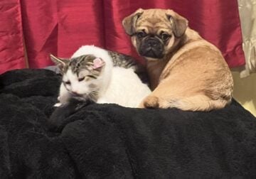 Pug puppies