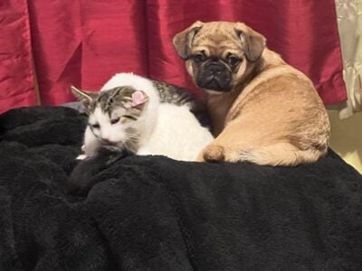 Pug puppies