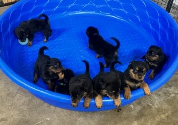 Pure bred Rottweiler pups