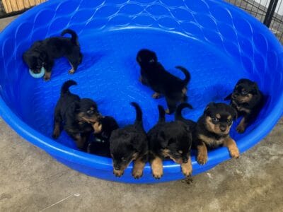 Pure bred Rottweiler pups