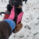 Coonhounds