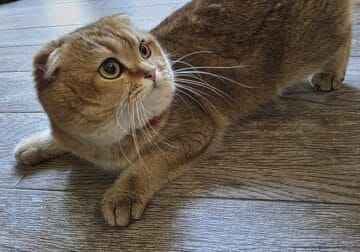 Scottish fold cat