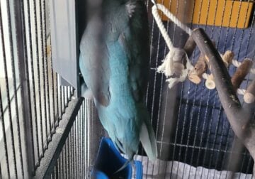 Blue Quaker Parrot