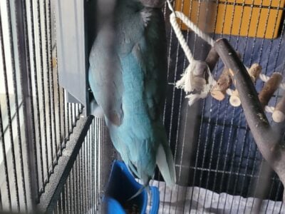 Blue Quaker Parrot