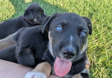 Meet my girl Puppy Blue