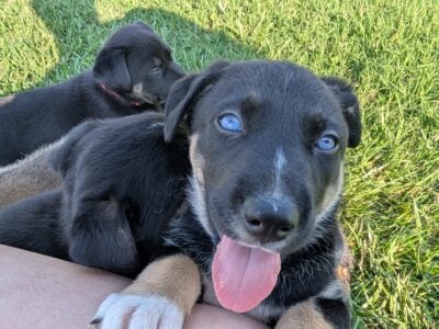 Meet my girl Puppy Blue