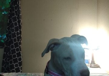 Pitbull puppy for sale