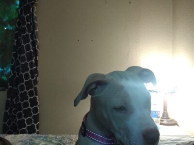 Pitbull puppy for sale