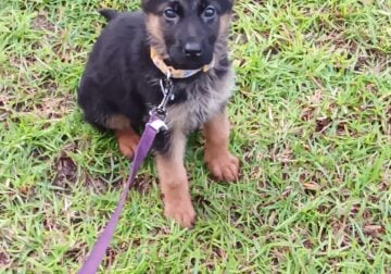 Akc german sheppard puppy