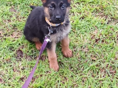 Akc german sheppard puppy