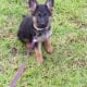 Akc german sheppard puppy