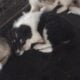4 Rough Collie Puppies 8 weeks
