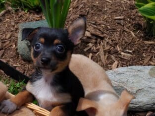 Chihuahua Puppies
