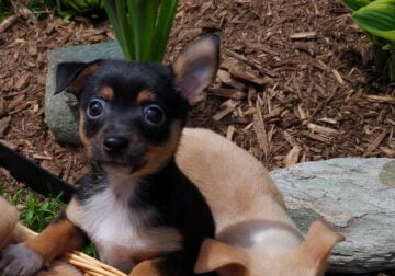 Chihuahua Puppies