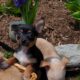 Chihuahua Puppies