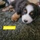 Minature Australian Shepherds